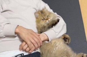 猫がふみふみするのはなぜ？愛猫のかわいい行動に隠された5つの理由