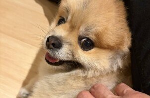 豊中市のペットシッターワンちゃん,うさぎさんのお世話です！🐶🐰