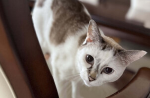 のぞき込む 猫ちゃん かわいいです🐈