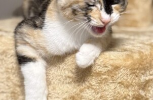 かわいい仕草で元気をくれる子猫ちゃん🐈