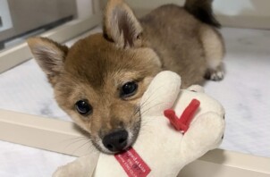 豊中市のペットシッター ワンちゃん（パピー）のお世話です🐕