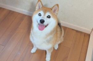 旭区のユキちゃん　旭区のペットホテルBowwowばうわう
